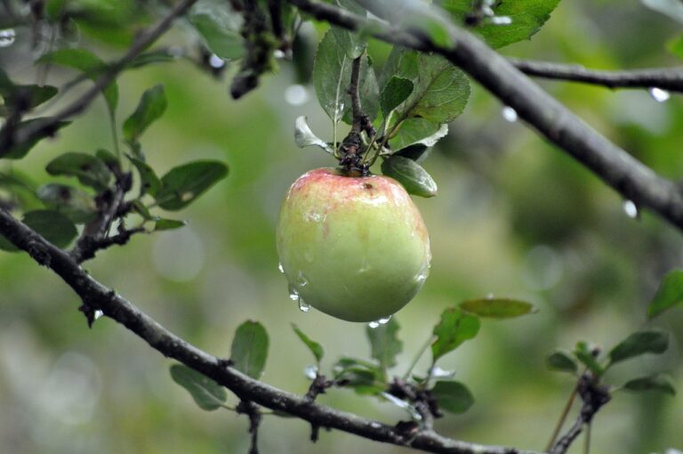 The Benefits of Nature and Outdoor Activities for Seniors